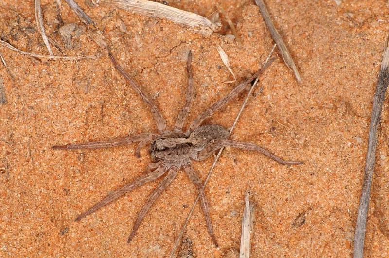 Lycosa_ZZ567_D7188_Z_89_Kidmans camp_Australie.jpg